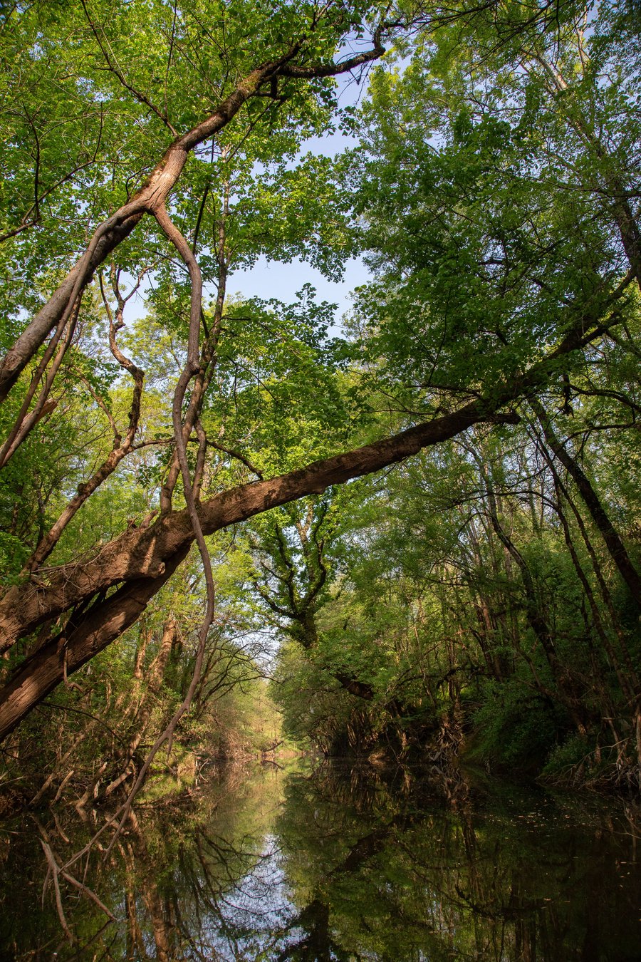 Sunlit tree canopy over the Edisto River