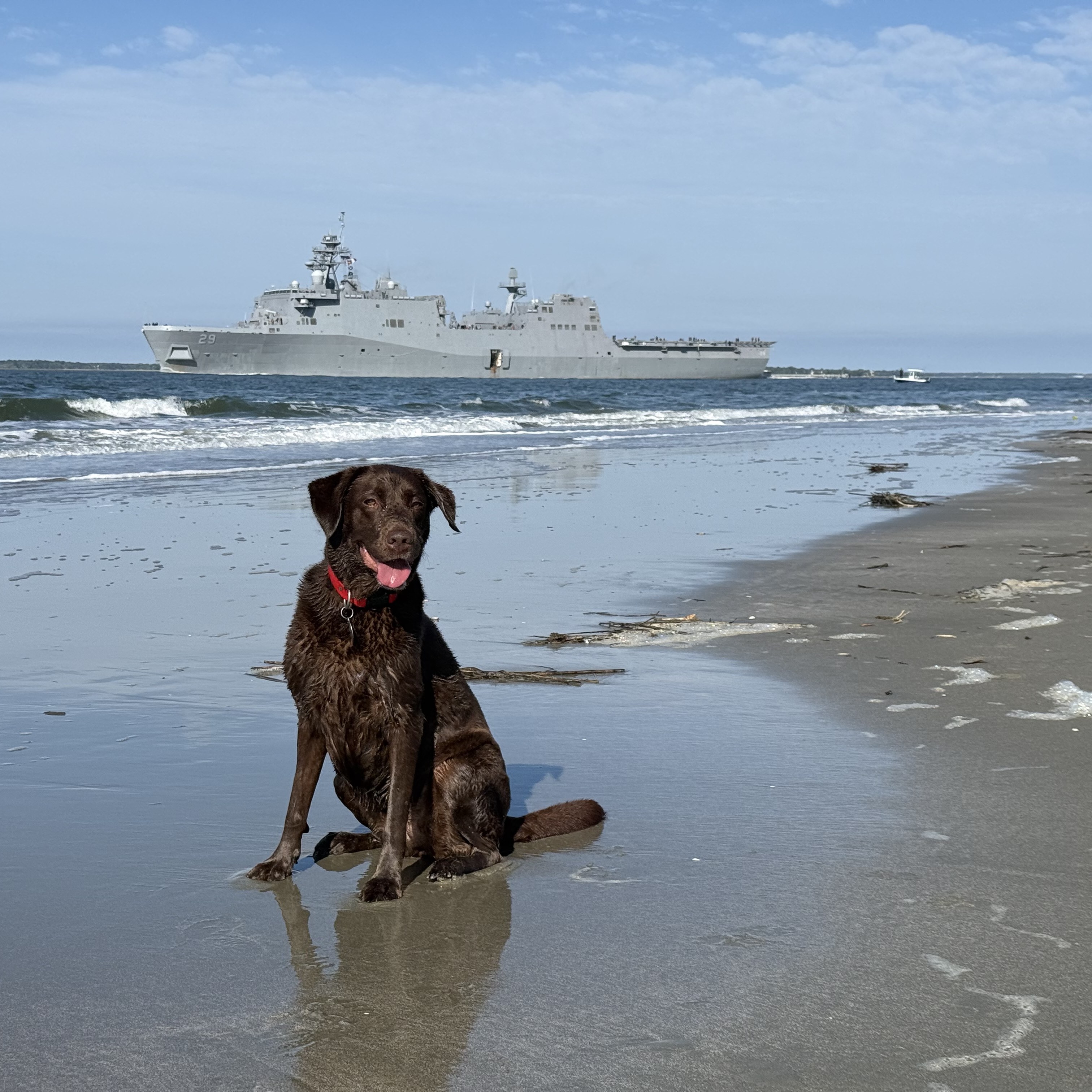 The Olendorf family dog Skyler on the beach